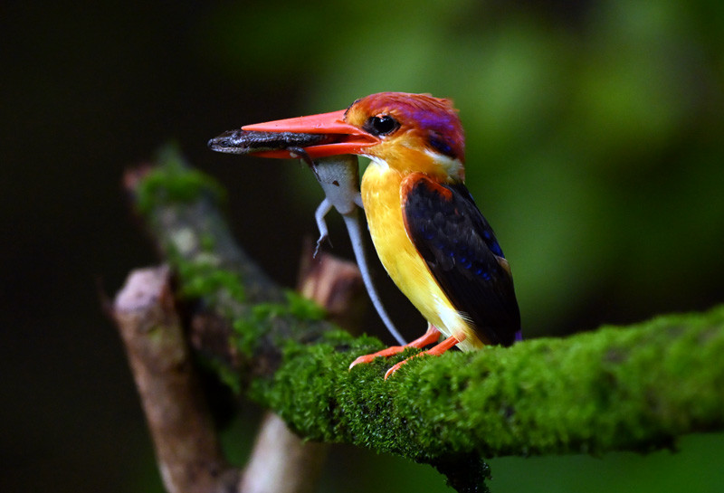 Bamon Machranga O Sahyadri Pakhpakhali Banyapran